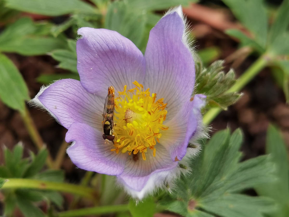 Pulsatilla patens